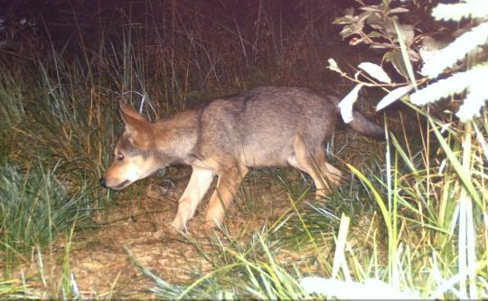 A young wolf in Slovakia threatened by legal hunting. Photo: Friends of the Earth Czech Republic